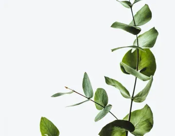 Crafting Translucent Surfaces with CSS backdrop-filter